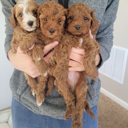 Cavapoo Puppies from Mandy Martin