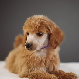 Sunni - Red  female Poodle puppy in Caldwell, Idaho from Boise Doodle Co.