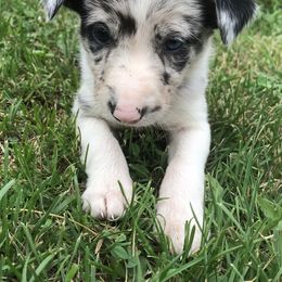 Border Collie Puppies from By Design Farm