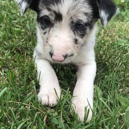 Border Collie Puppies from By Design Farm