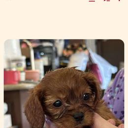 Cavapoo All Grown Up from Carolina Canines