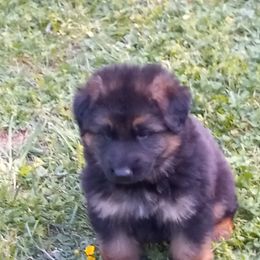German Shepherd Puppies from Cobyco