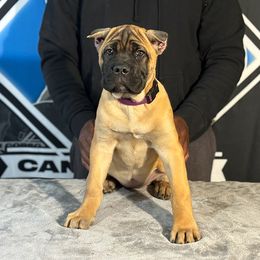 Purple Collar Fawn Female - Fawn Cane Corso puppy in Linden, Texas from Da Boyz Cane Corso