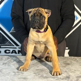 Purple Collar Fawn Female - Fawn Cane Corso puppy in Linden, Texas from Da Boyz Cane Corso