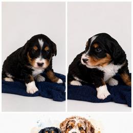 Boone - Black tri-color male Assorted Doodle Crosses puppy in Waco, Georgia from Huff Family Doxies & Doodles