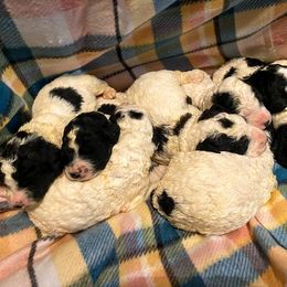 Aussiedoodle, Bernedoodle, and Poodle Puppies from Sis' Doodles & Poodles