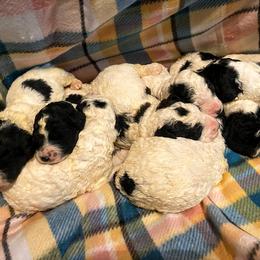 Aussiedoodle, Bernedoodle, and Poodle Puppies from Sis' Doodles & Poodles