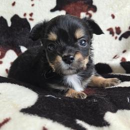 Black and tan male - Black and tan male Chihuahua puppy in Newark, Ohio from Gemini Kennels