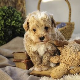 Ramsey - Apricot male Poodle puppy in Etna Green, Indiana from Perfect Match Poodles