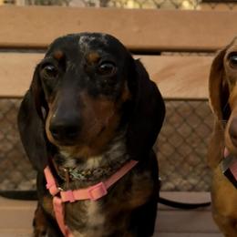 Dachshunds from A&A Mini Dachshunds