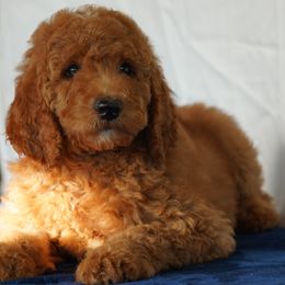 Aussiedoodle Puppies from Vesbach Doodle Valley Farm