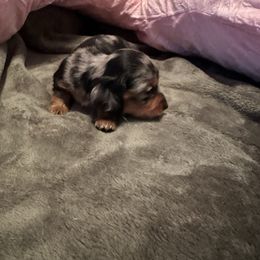 Purple - Dapple female Dachshund puppy in Irving, Texas from DFW Dachshunds by G & S
