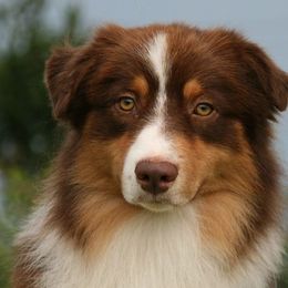 Australian Shepherds from Marquis