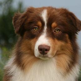 Australian Shepherds from Marquis