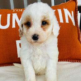 Casper - Parti male Goldendoodle puppy in Auburn, Indiana from Martin’s Doodles