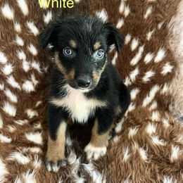 White - Black tri-color female Australian Shepherd puppy in Jesup, Georgia from Painted Platinum Kennel Golden Retrievers & Australian Shepherds