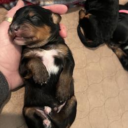 Bernedoodle Puppies from Birdies Mini Bernedoodles