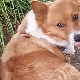 Pembroke Welsh Corgis from Blunderbuss Kennels