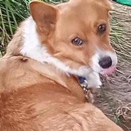 Pembroke Welsh Corgis from Blunderbuss Kennels