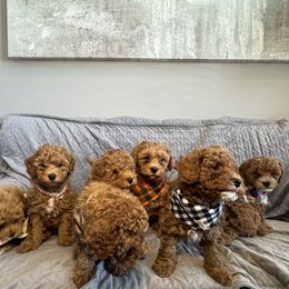 Cavapoo Puppies from The Cava Labdoodles