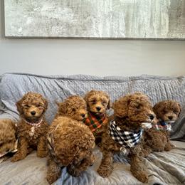 Cavapoo Puppies from The Cava Labdoodles