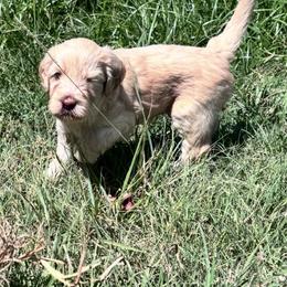 Bali - Caramel female Labradoodle puppy in Manchaca, Texas from Heartrock Labradoodles