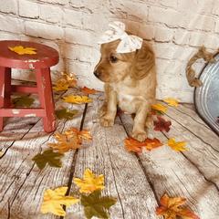 Double Doodle Puppies from North Texas Golden Mountain Doodles