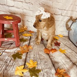 Double Doodle Puppies from North Texas Golden Mountain Doodles