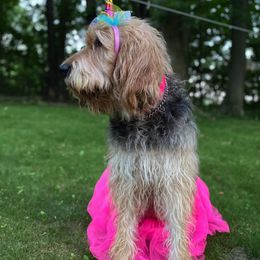 Otterhound All Grown Up from WrightWay Otterhounds