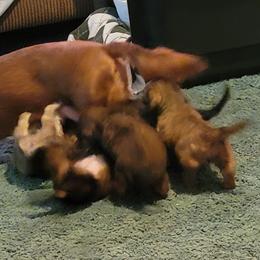 Dachshund Puppies from CLARK'S BREEDING PROGRAM