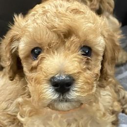 Cavapoos from Dana Sorino