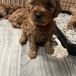 Cavapoo Puppies from Nana Oodles