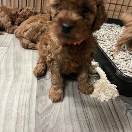 Cavapoo Puppies from Nana Oodles