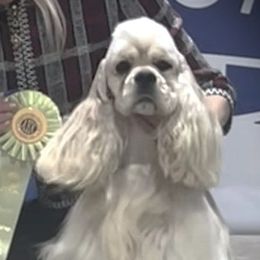 RON - Cocker Spaniel