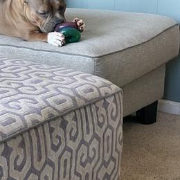Chica  - American Bully