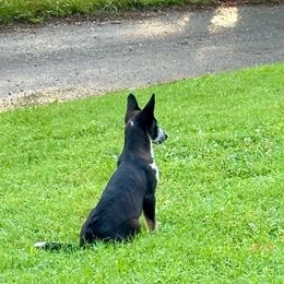 Shuri Yellow Collar Female - Panda German Shepherd puppy in Little Rock, Arkansas from Strahl Von Valor Shepherds