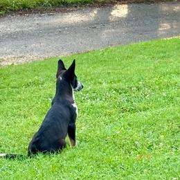 Shuri Yellow Collar Female - Panda German Shepherd puppy in Little Rock, Arkansas from Strahl Von Valor Shepherds