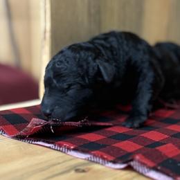 Baby Boy 3 - Black and white male Portuguese Water Dog puppy in Chatfield, Minnesota from Next Generation