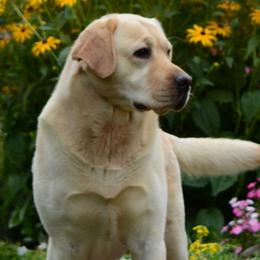 Groot - Labrador Retriever