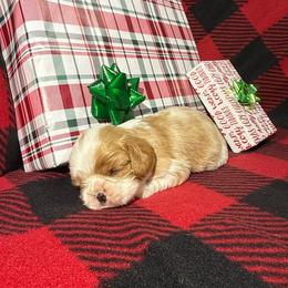 AKC- Blenheim Colored Boy - Blenheim male Cavalier King Charles Spaniel puppy in Raymondville, Missouri from Puppy PlayPen