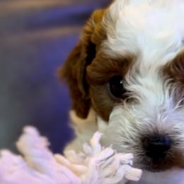 Cricket - Cavapoo puppy from Cuddlebug Cavapoos of Austin