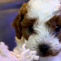 Cricket - Cavapoo puppy from Cuddlebug Cavapoos of Austin