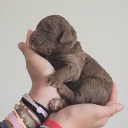 Navy collar - Brown male Poodle puppy in Shelby, Alabama from New Life Family Farm