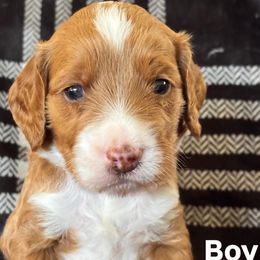 Cyprus - Red  male Goldendoodle puppy in Morriston, Florida from Florida's Joyful Goldendoodles