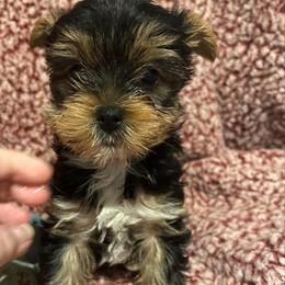 Tucker - Chocolate, tan and white male Yorkshire Terrier puppy in Kingston, Oklahoma from Lake Life