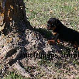 Rottweiler Puppies from Hurleyhaus Rottweilers