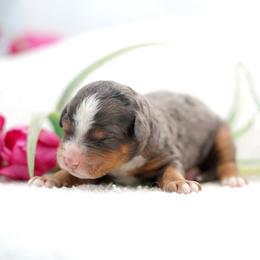 Skye - Merle female Bernedoodle puppy in Spokane, Washington from Lilac City Doodles