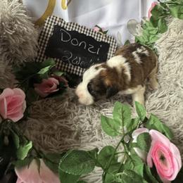 Donzi - Mahogany and white male Saint Berdoodle puppy in Traverse City, Michigan from Bare Paws Saint Berdoodles