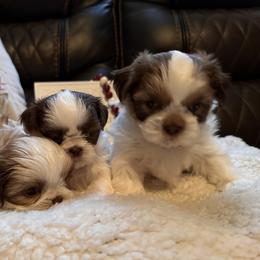 Shih Tzu Puppies from Wood Foo Breeders
