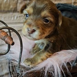Yorkshire Terrier Puppies from Amy Timpe